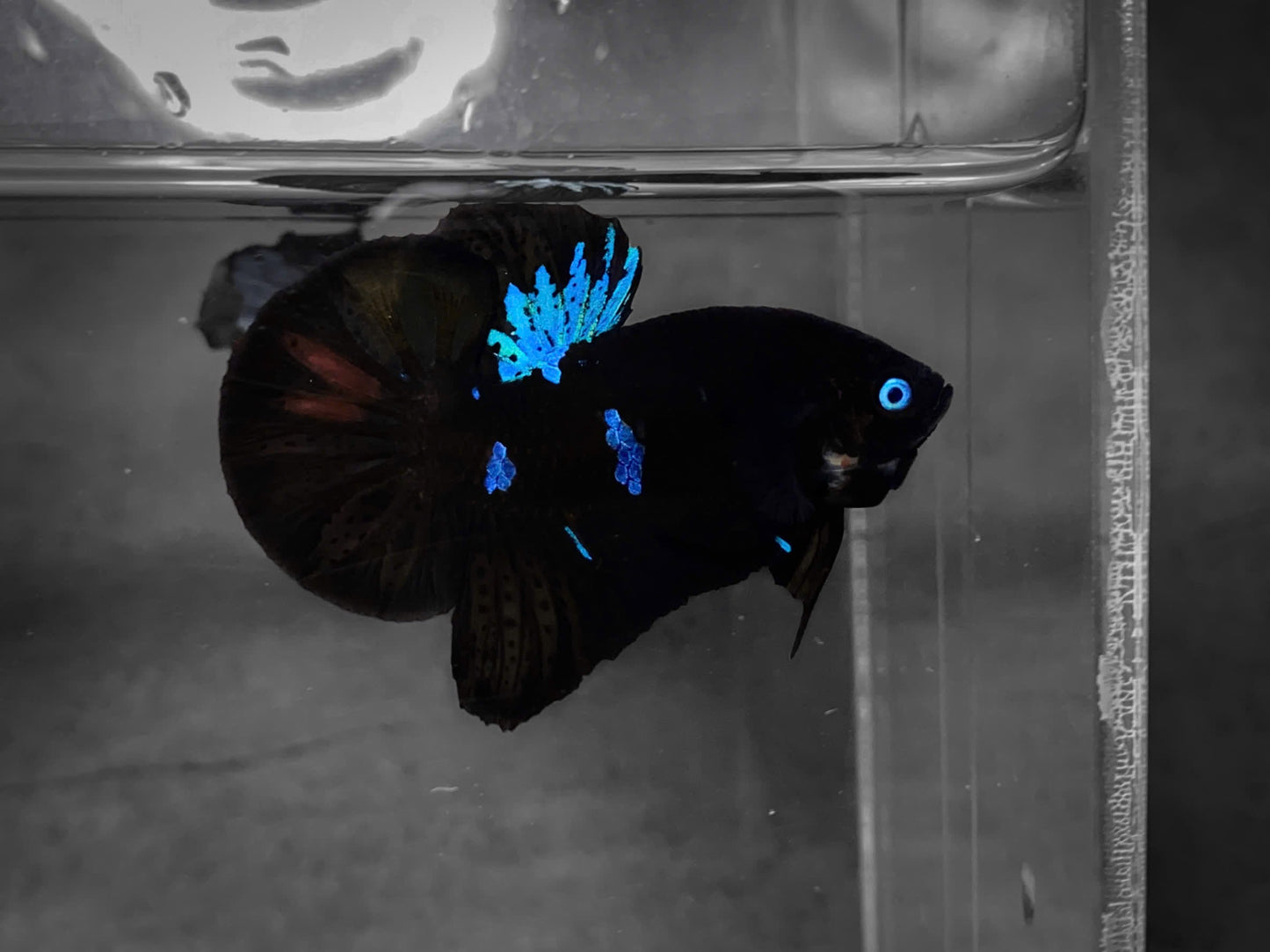 Koi Multicolor Dark Tone Plakat Male Betta Fish | High Grade | Mystery Betta