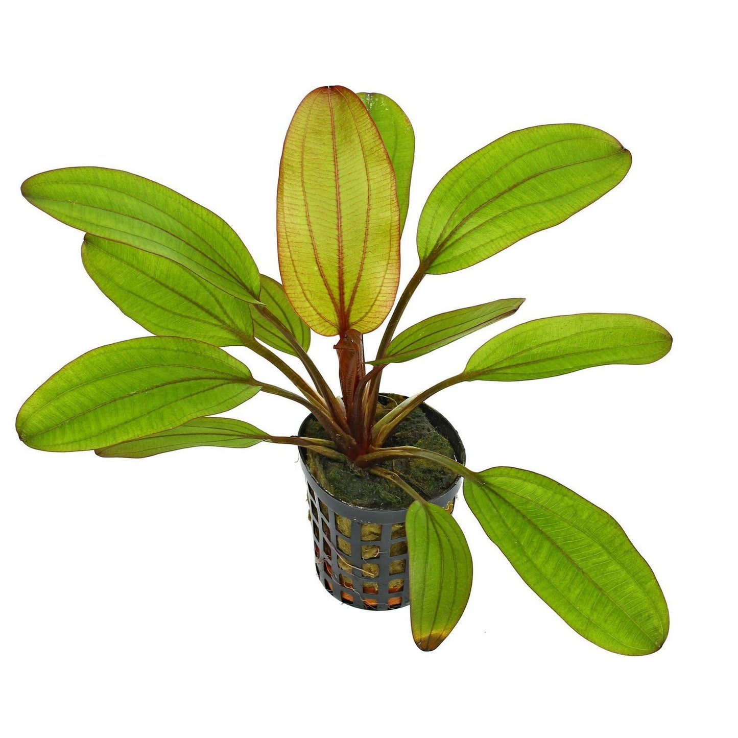 Echinodorus Red Wild Grass