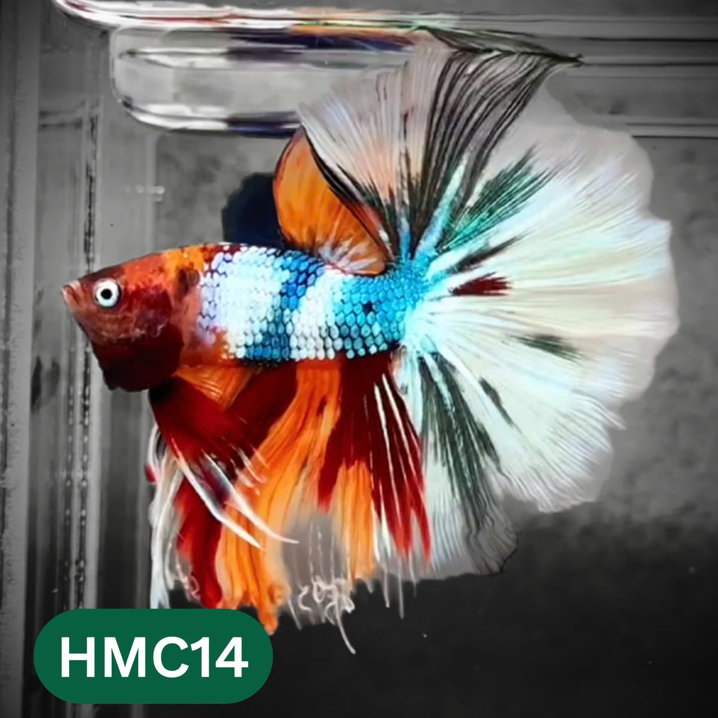 Multicolor Halfmoon Male Betta Fish | High Grade | Order Directly From Farm | You Pick Fish |