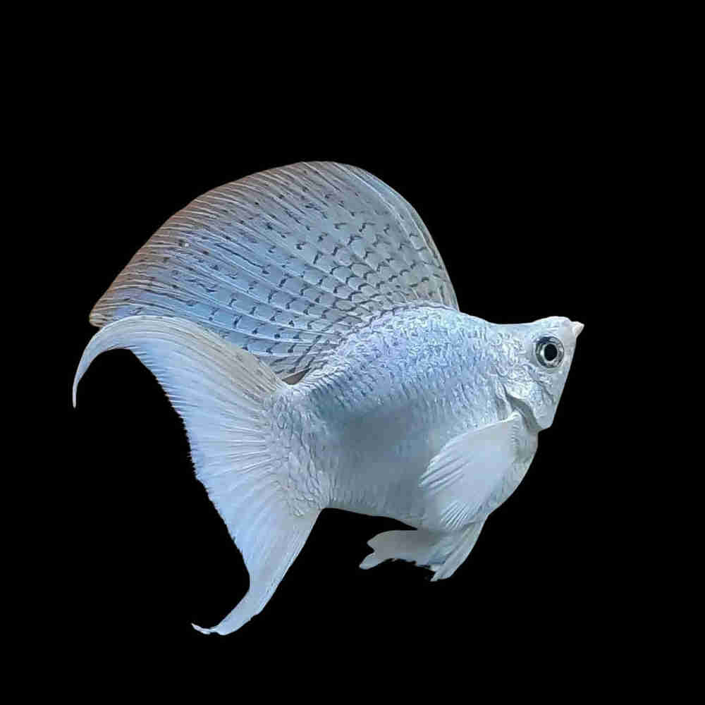 Platinum Balloon Molly Fish | Lyretail Tail, Black Eyes