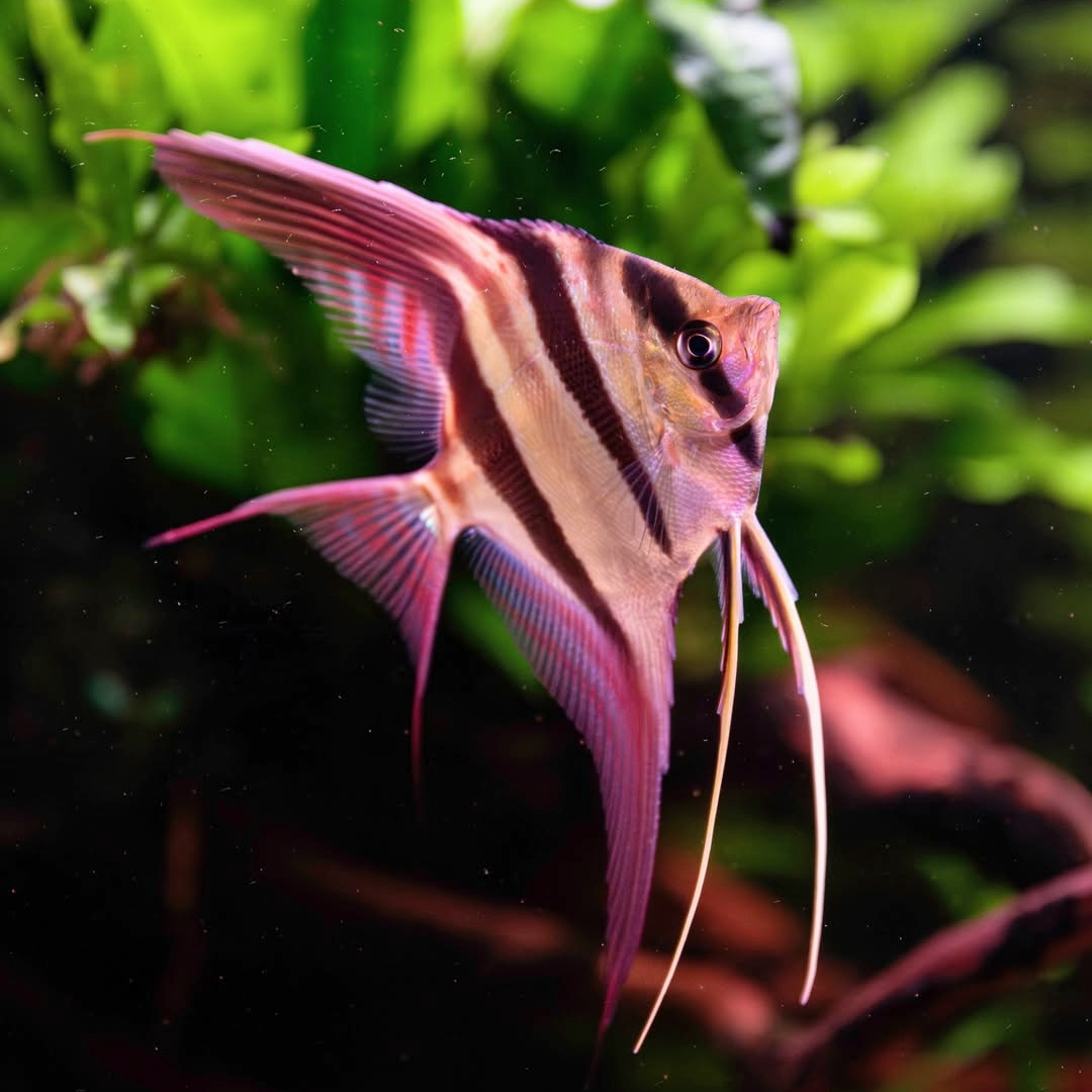 Wild Strain Altum Angelfish