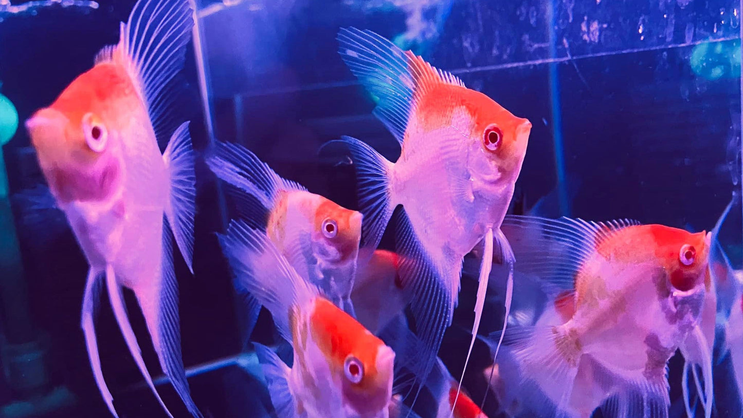 Koi Albino Red Cap Angelfish