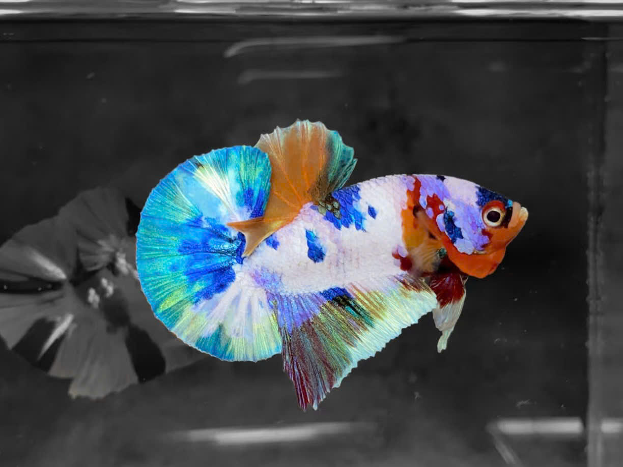 Koi Multicolor Candy Plakat Male Betta Fish | High Grade | Mystery Betta