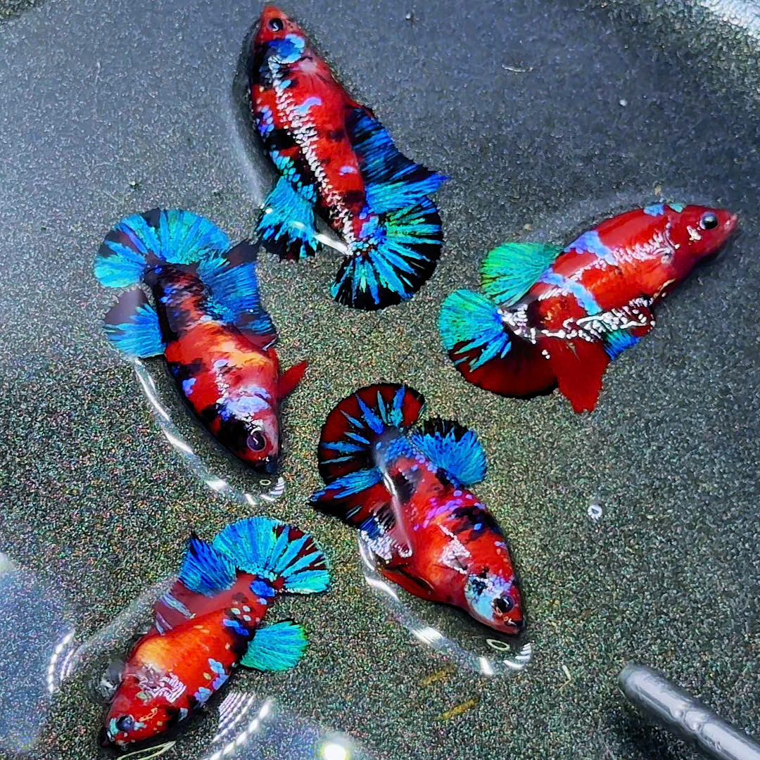 Koi Red Black Base Female Betta Fish | New