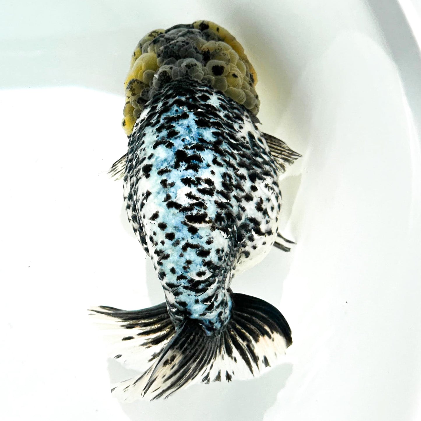 Pearl White Tiger Calico Ranchu Goldfish | Grower Pick