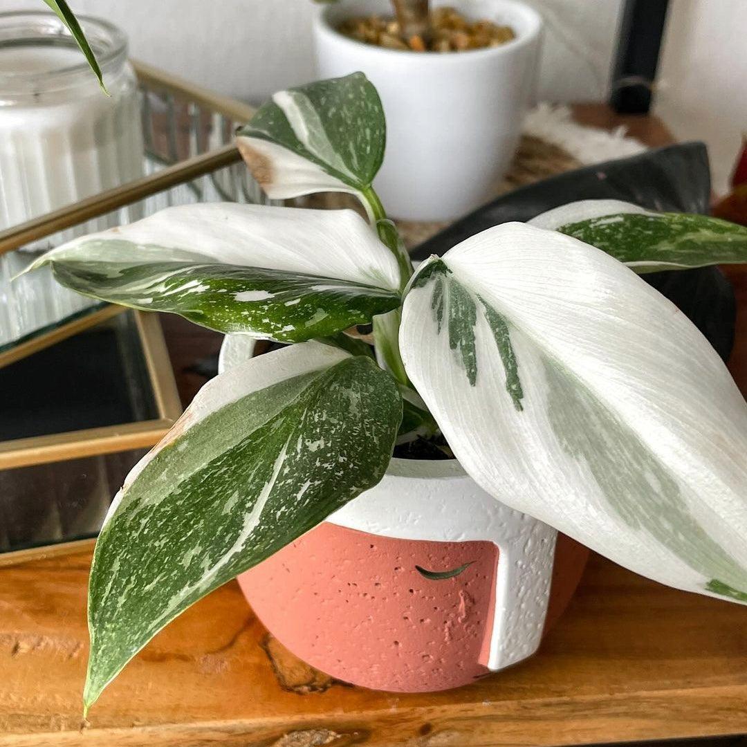 Variegated Philodendron White Princess Mature Plant 3.5 inches