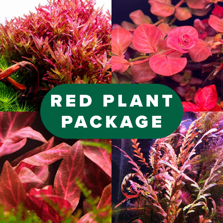 Red Aquarium Plant Package