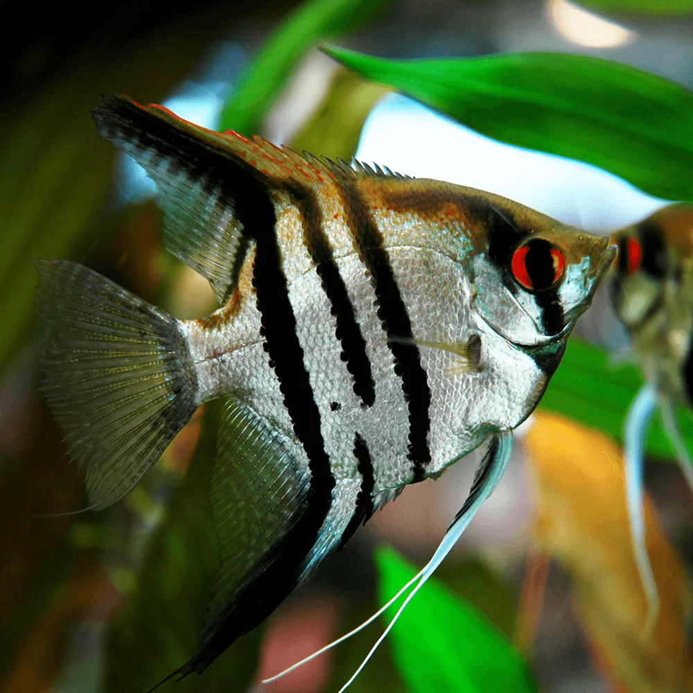 White Zebra Angelfish
