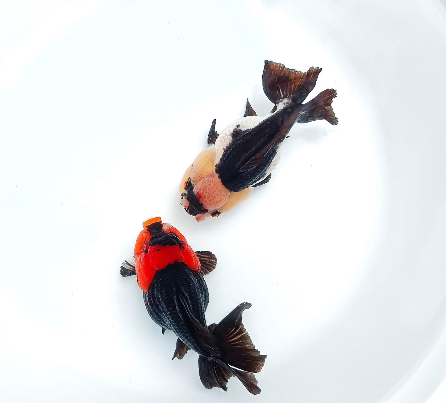 Tri Color Oranda Short Tail 3-4 Inches | Mystery Goldfish