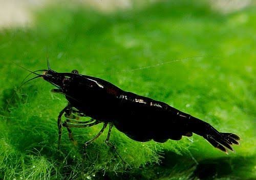 Black Chocolate Neocaridina Shrimp