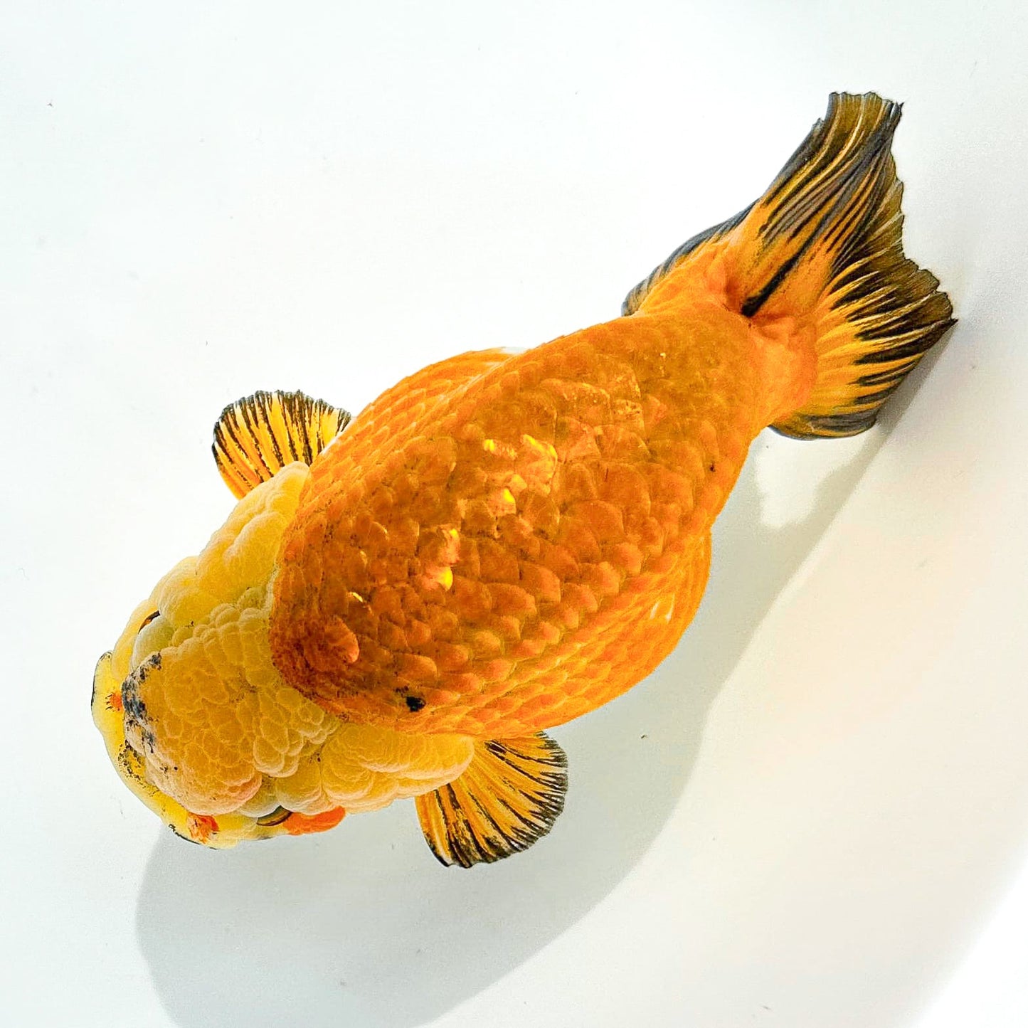 24K Gold Ranchu | Ultra Rare