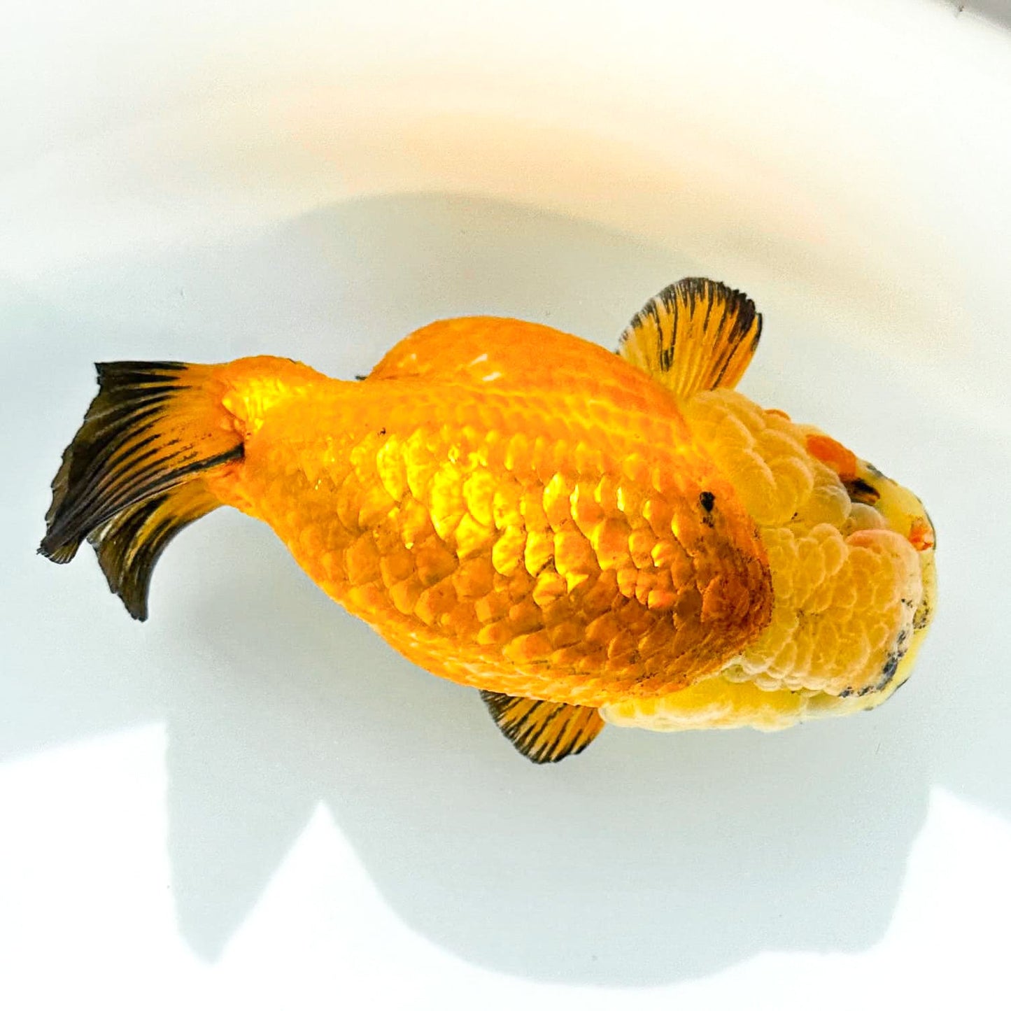 24K Gold Ranchu | Ultra Rare