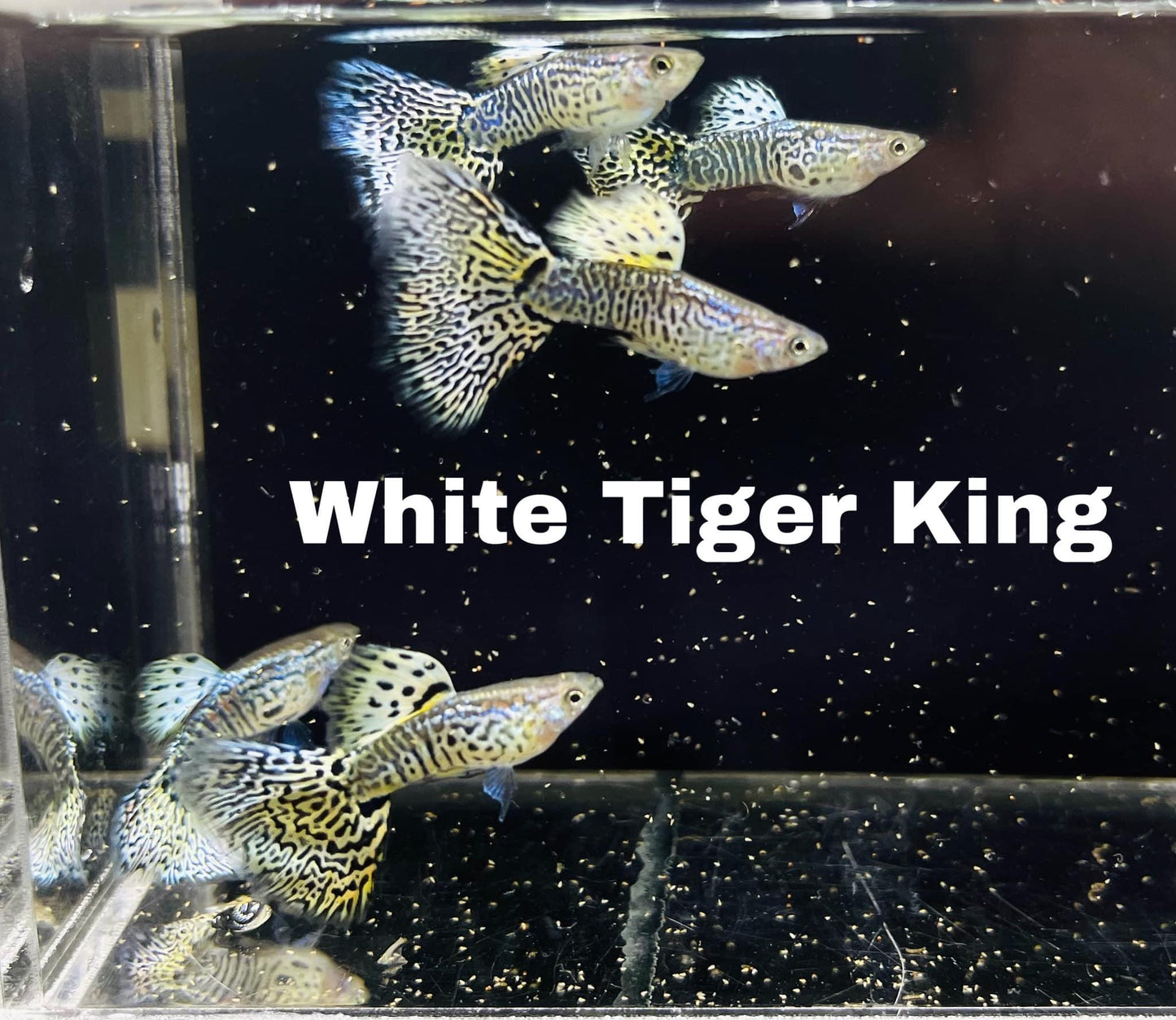 White Tiger Guppy Fish