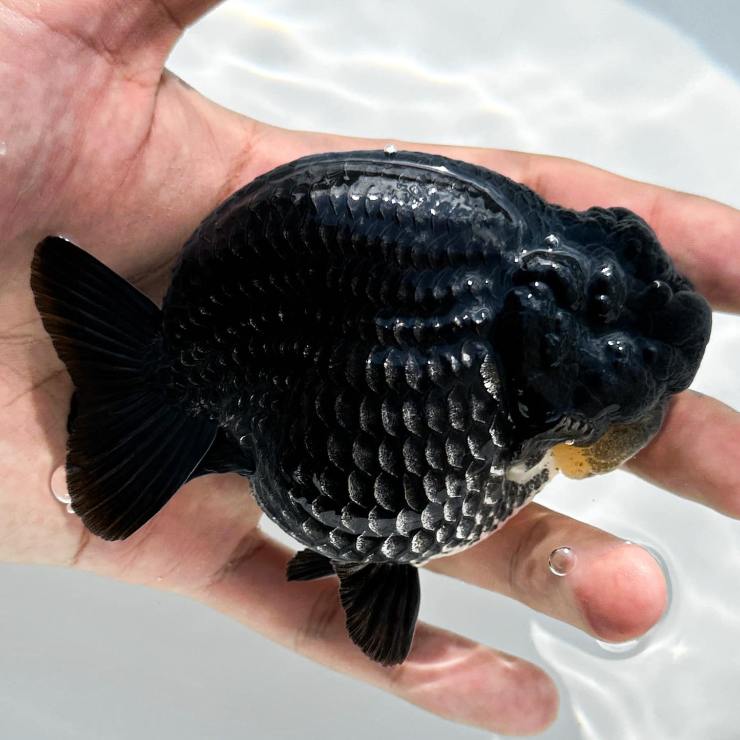 Jet Black Ranchu Goldfish | Grower Pick