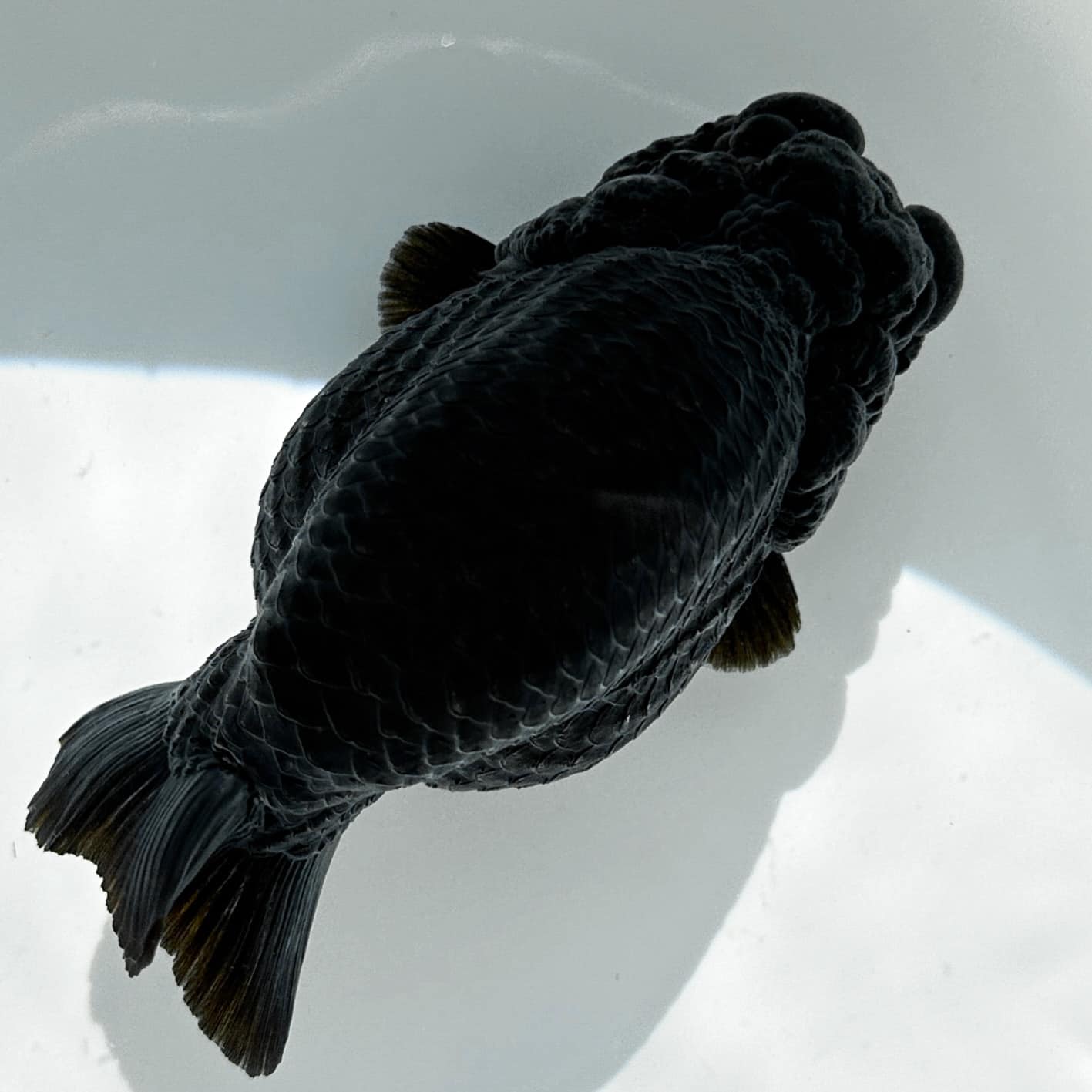 Jet Black Ranchu Goldfish | Grower Pick