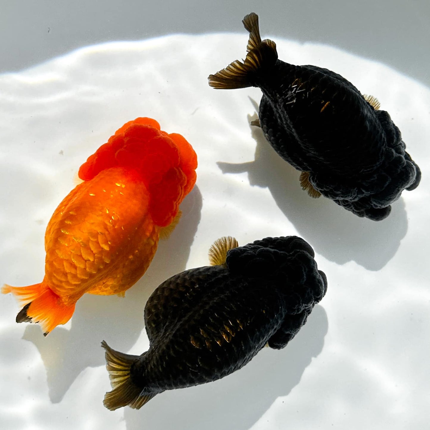 Jet Black Ranchu Goldfish | Grower Pick