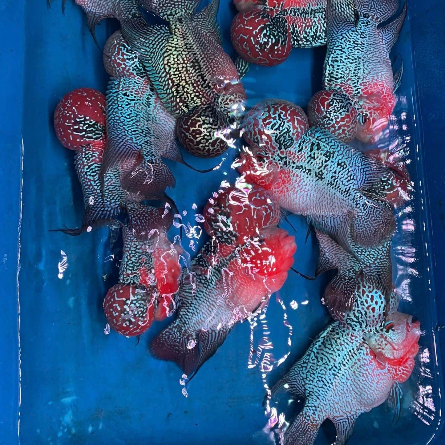 Super Red Dragon Flowerhorn Cichlid | High Grade | Grower Pick
