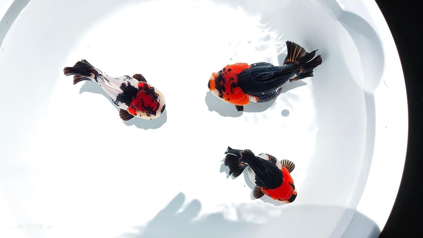 Tri Color Oranda Short Tail 3-4 Inches | Mystery Goldfish