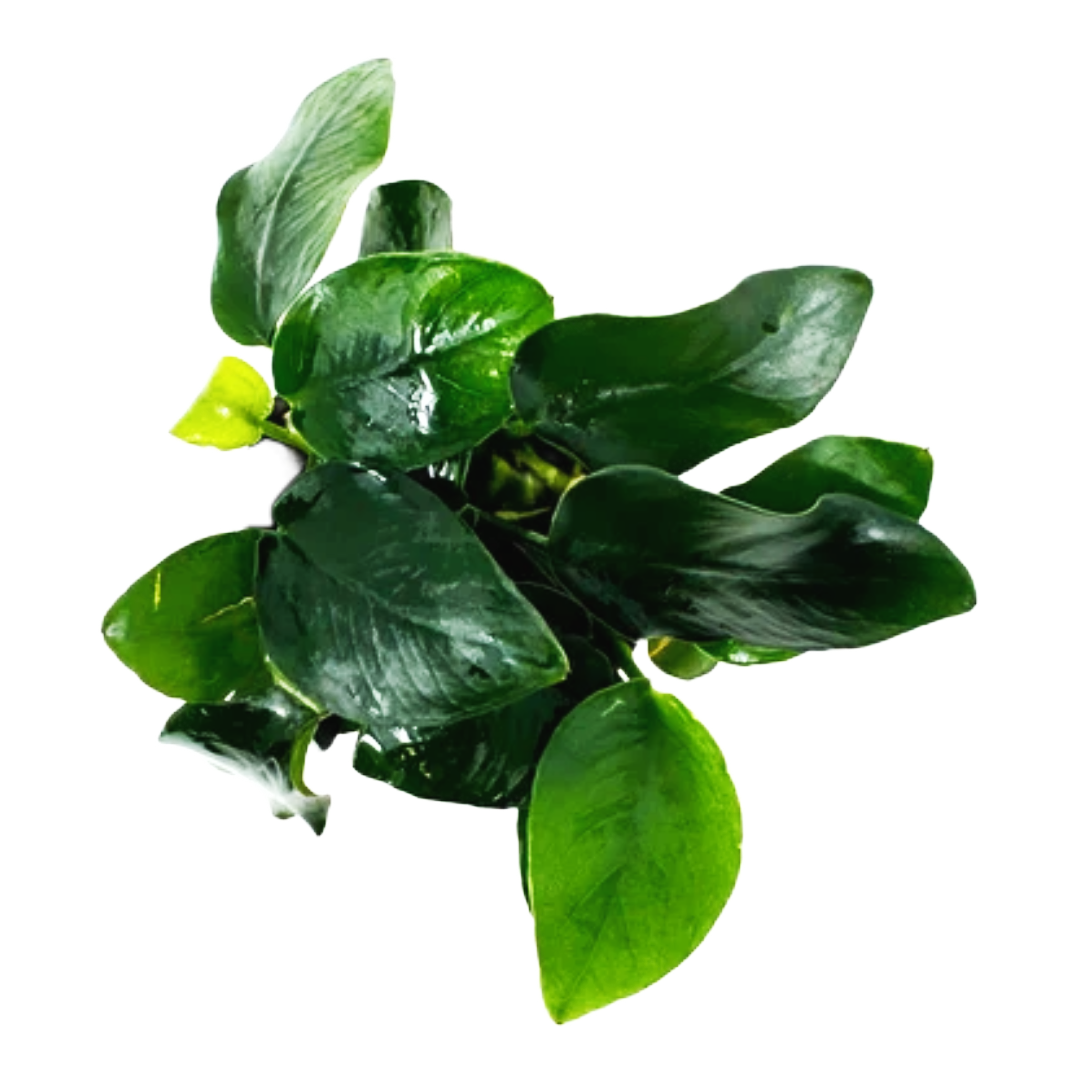 Anubias Nana Thick Leaf