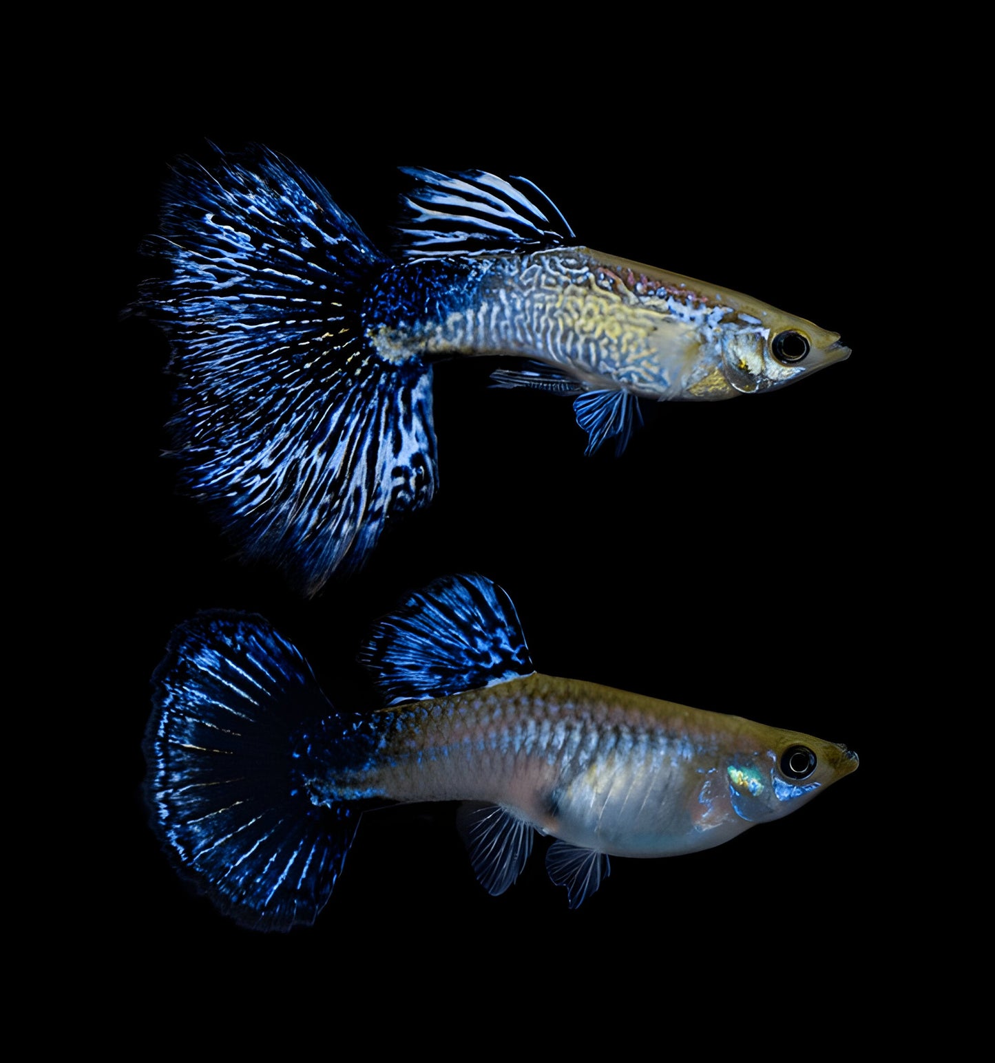 Blue Dragon Guppy Fish