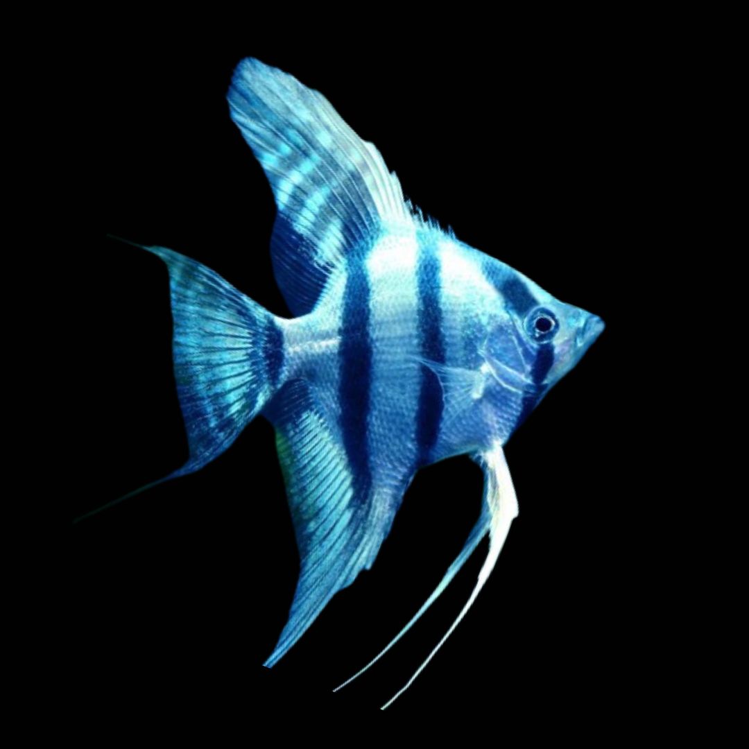 Blue Zebra Angelfish