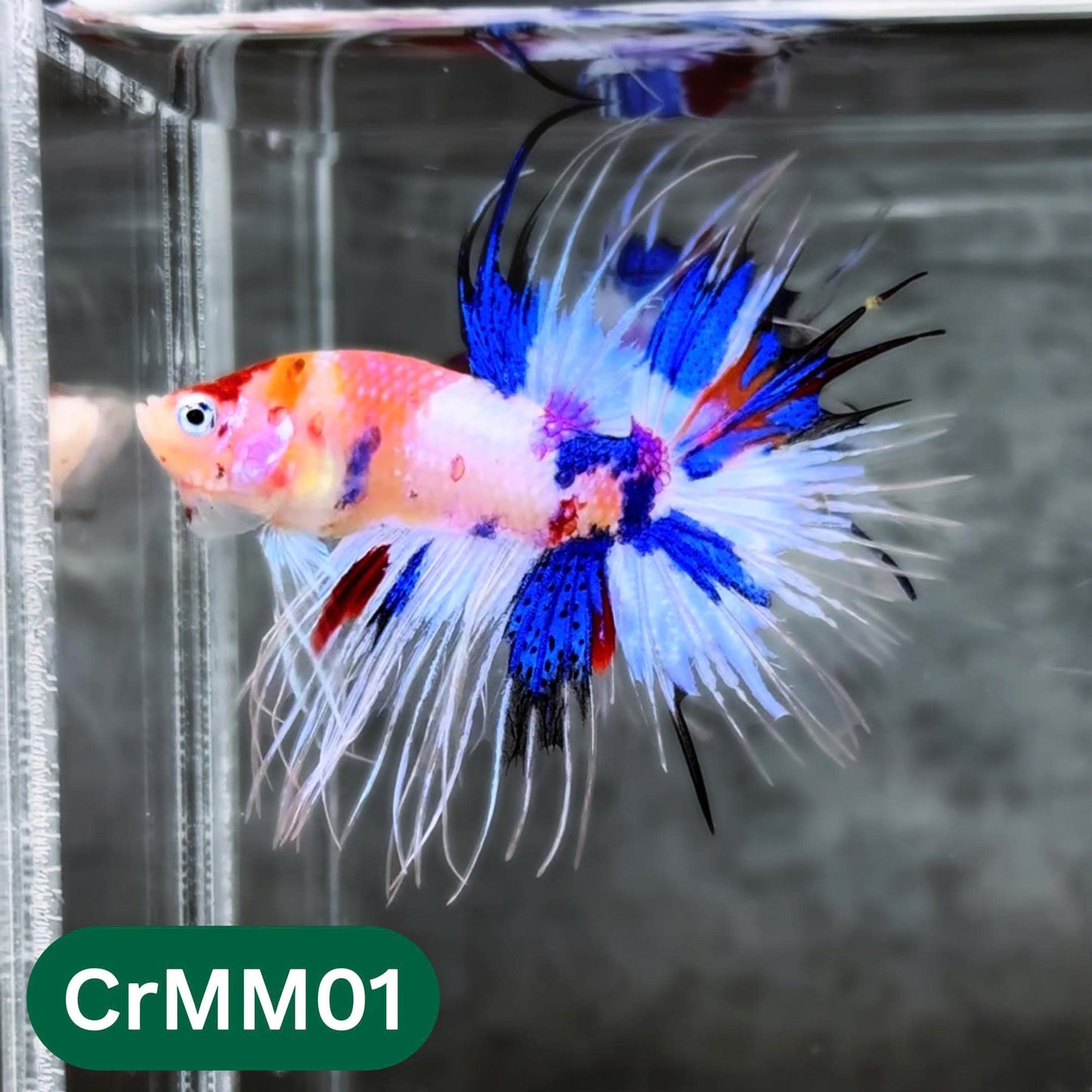 Crowntail Multicolor Male Betta Fish | High Grade | You Pick Fish |