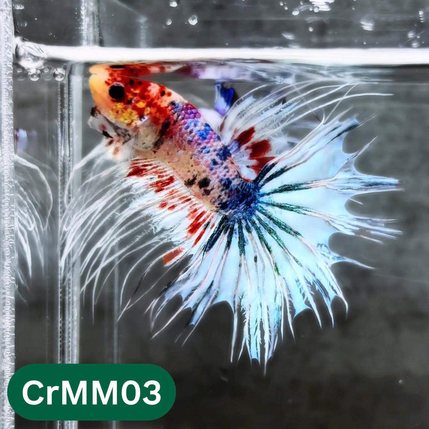 Crowntail Multicolor Male Betta Fish | High Grade | You Pick Fish |