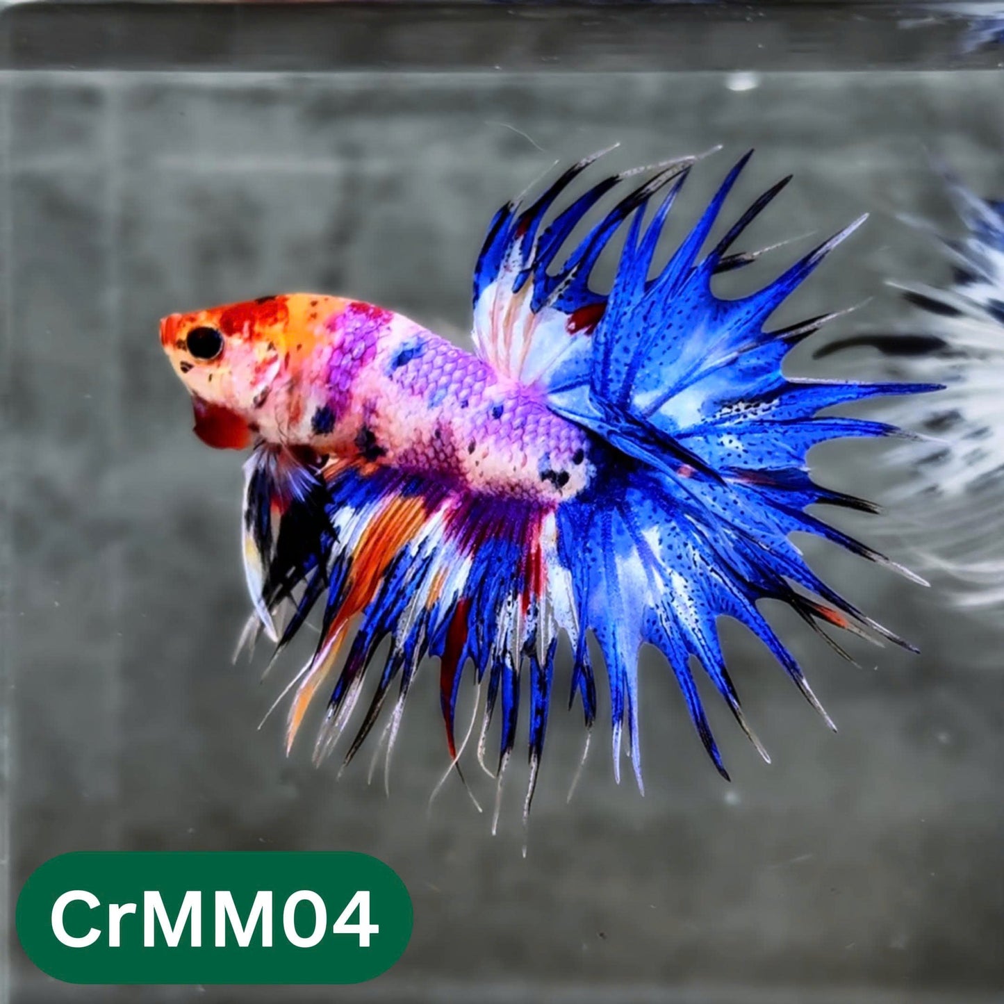 Crowntail Multicolor Male Betta Fish | High Grade | You Pick Fish |