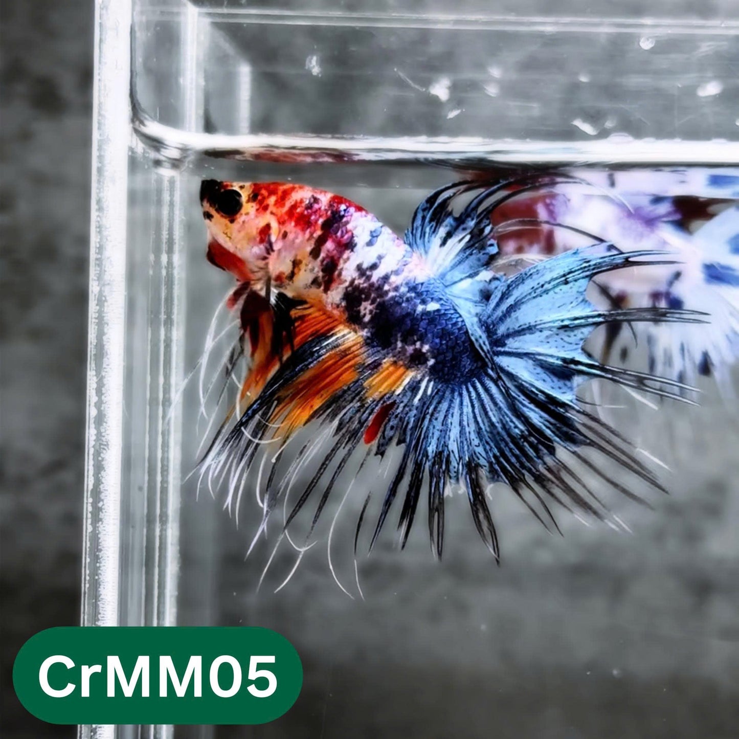 Crowntail Multicolor Male Betta Fish | High Grade | You Pick Fish |