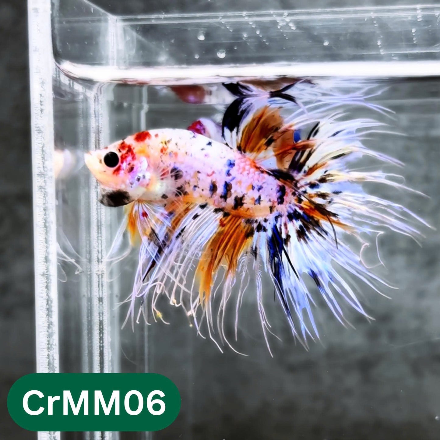 Crowntail Multicolor Male Betta Fish | High Grade | You Pick Fish |
