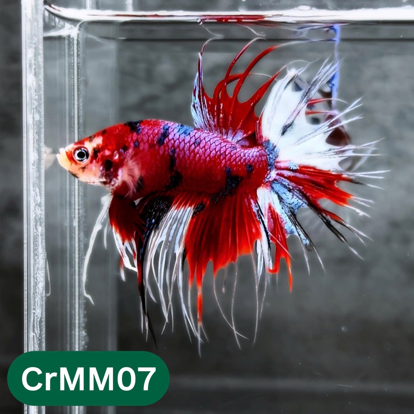 Crowntail Multicolor Male Betta Fish | High Grade | You Pick Fish |