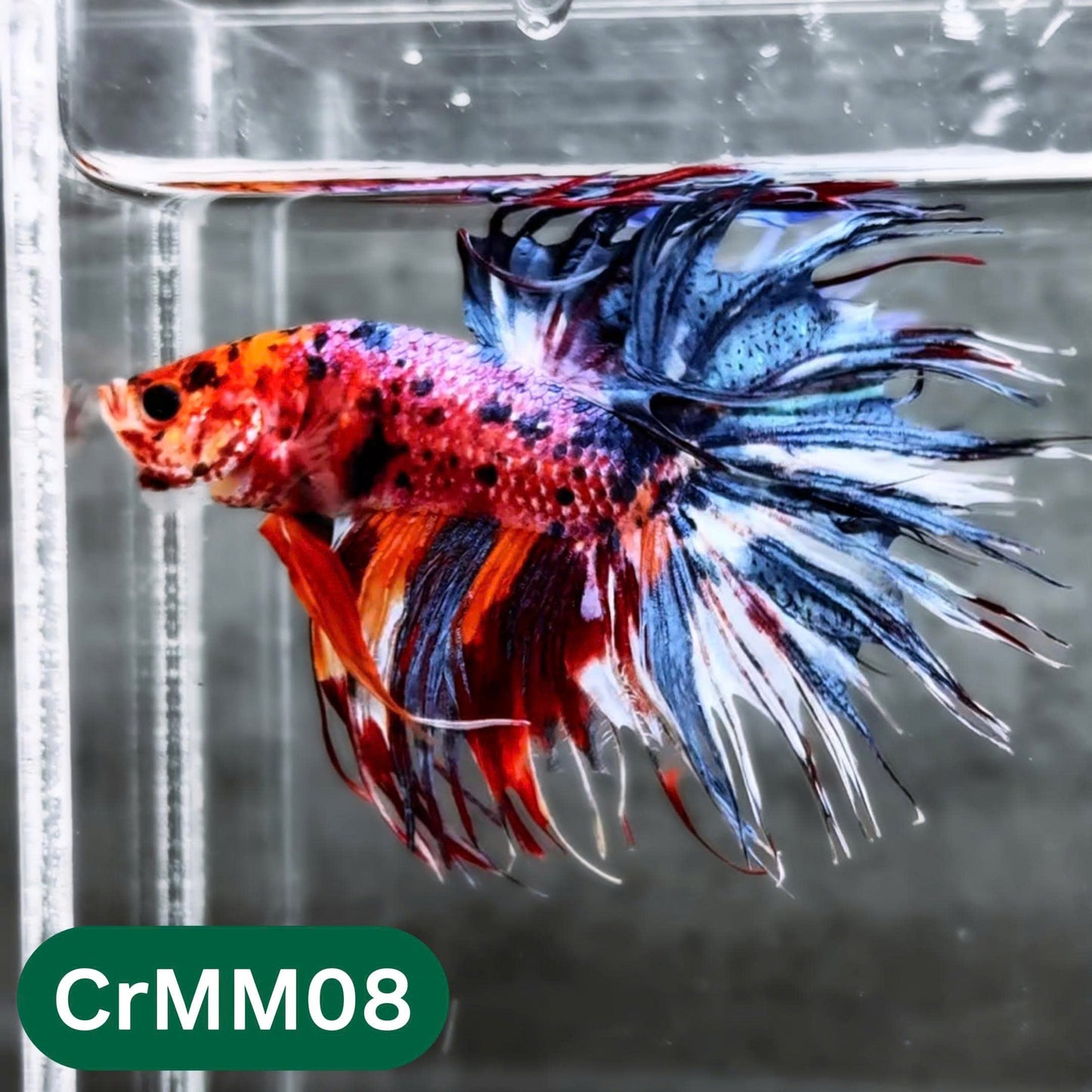 Crowntail Multicolor Male Betta Fish | High Grade | You Pick Fish |