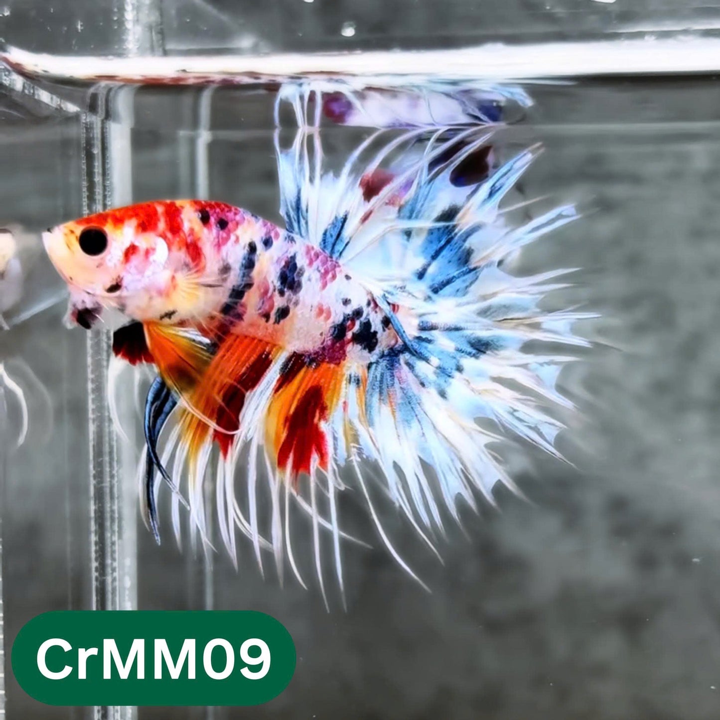 Crowntail Multicolor Male Betta Fish | High Grade | You Pick Fish |