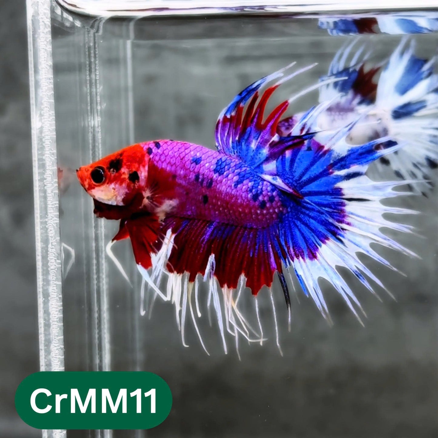 Crowntail Multicolor Male Betta Fish | High Grade | You Pick Fish |