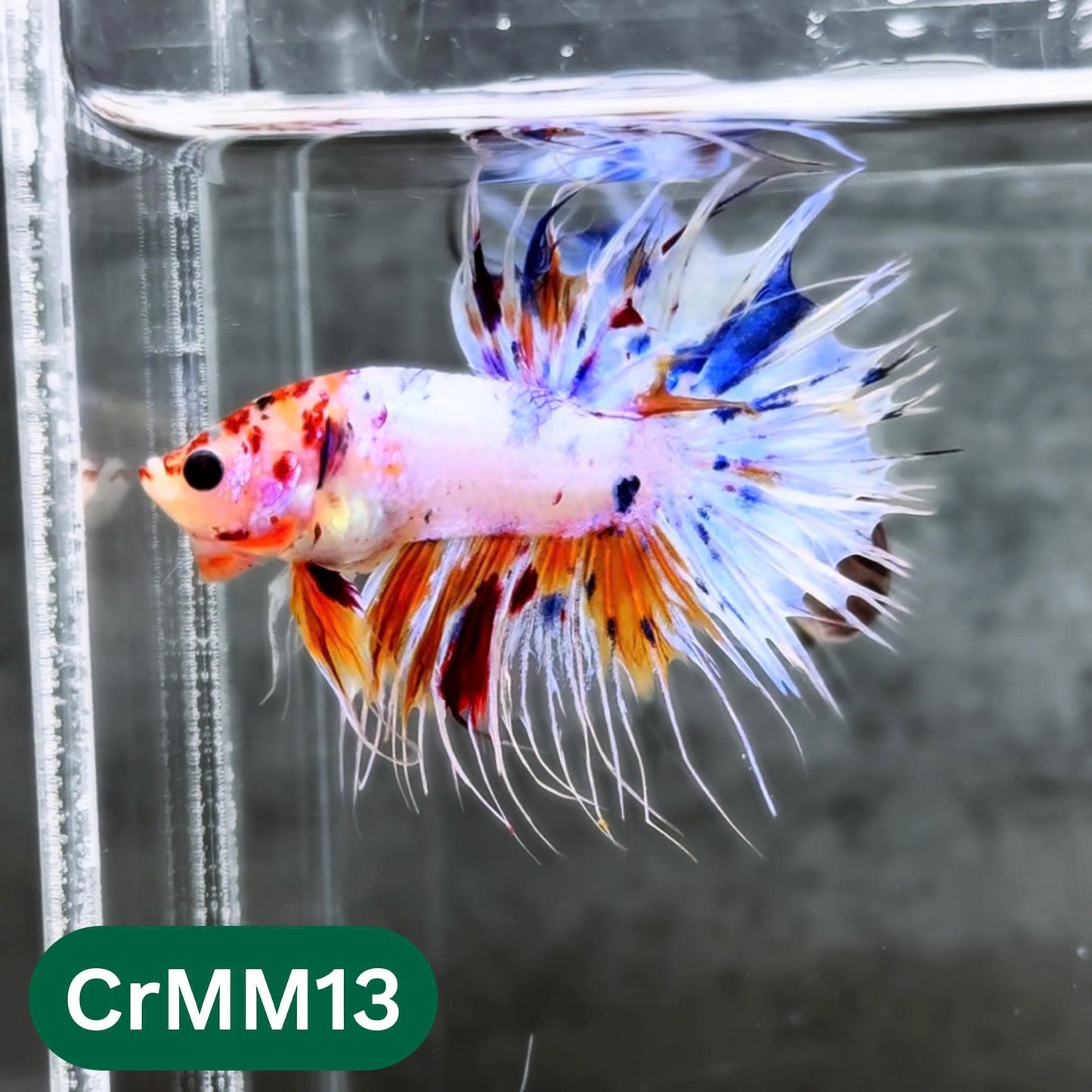 Crowntail Multicolor Male Betta Fish | High Grade | You Pick Fish |