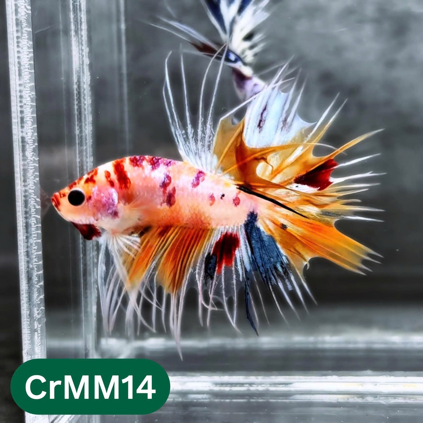 Crowntail Multicolor Male Betta Fish | High Grade | You Pick Fish |