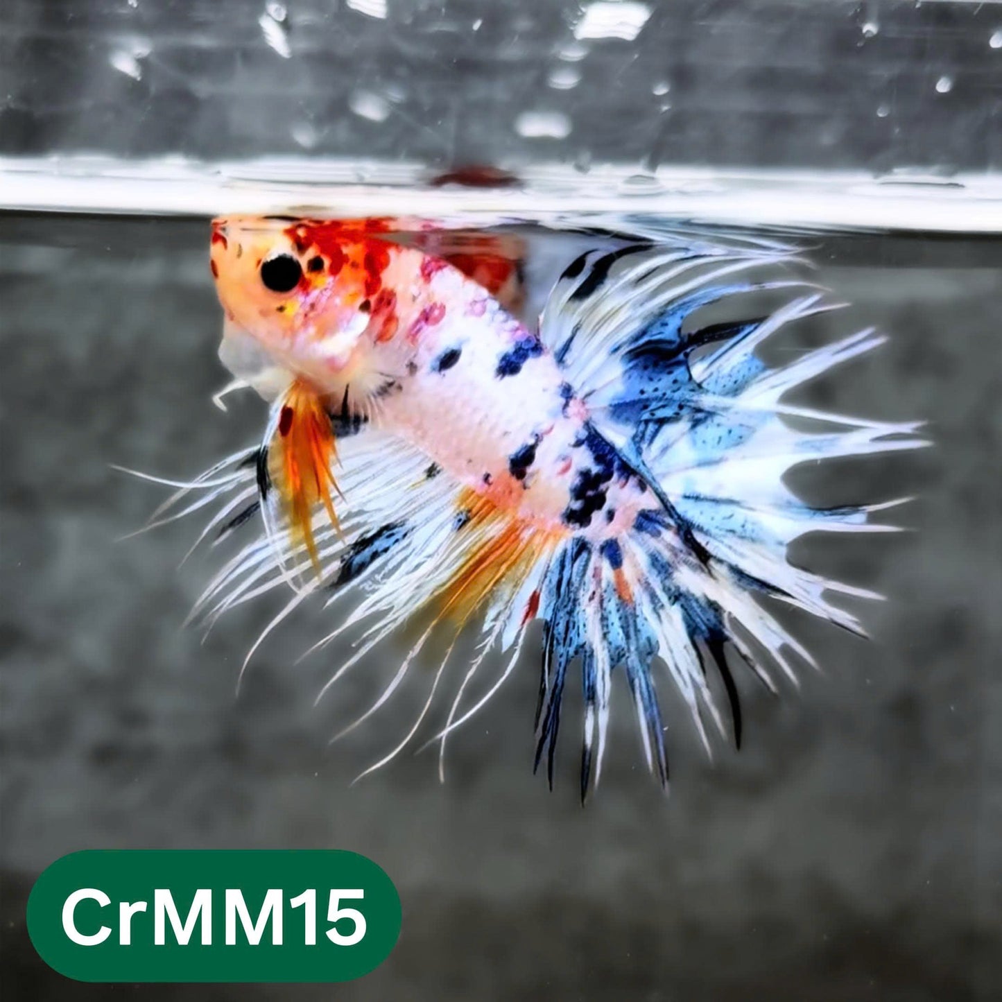 Crowntail Multicolor Male Betta Fish | High Grade | You Pick Fish |