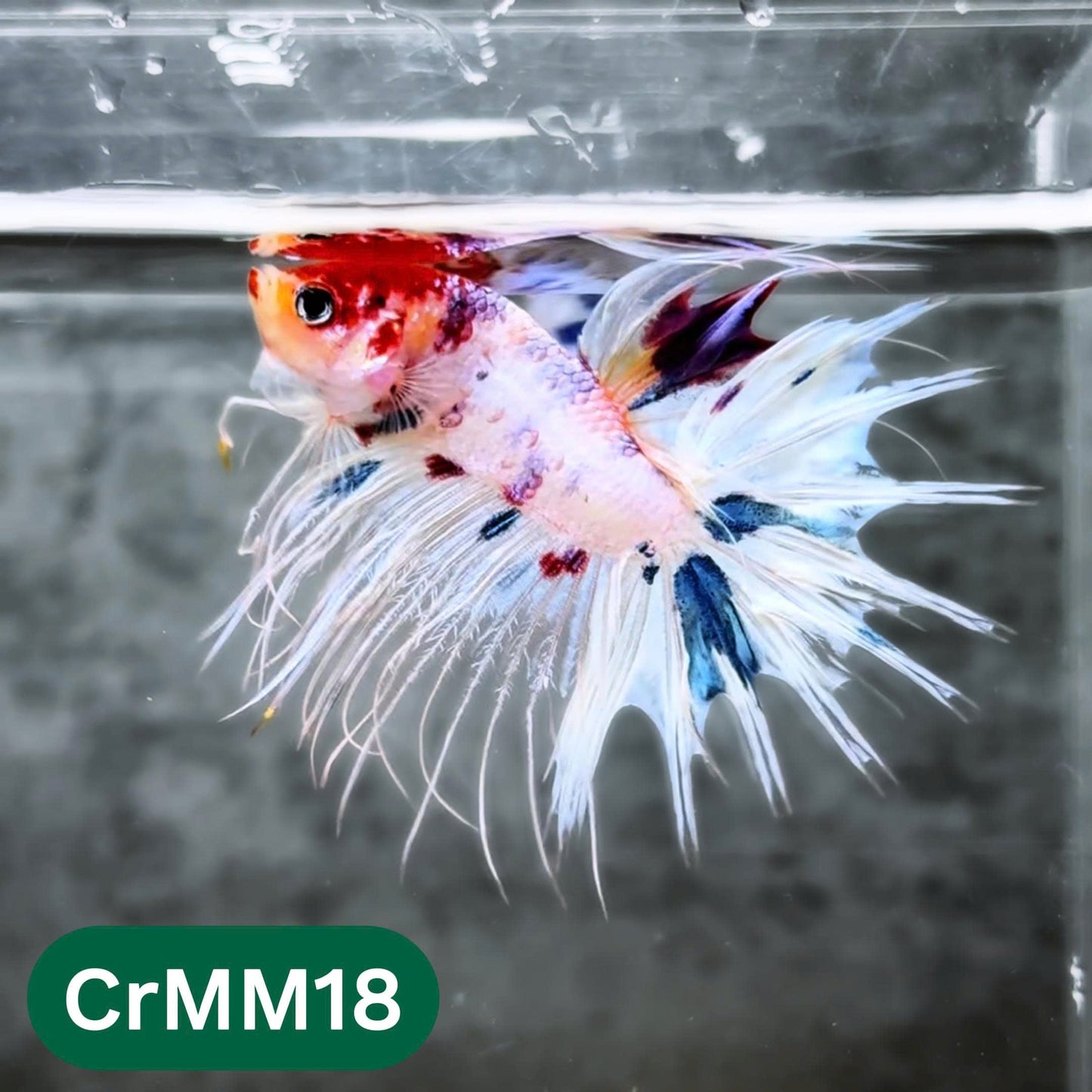 Crowntail Multicolor Male Betta Fish | High Grade | You Pick Fish |