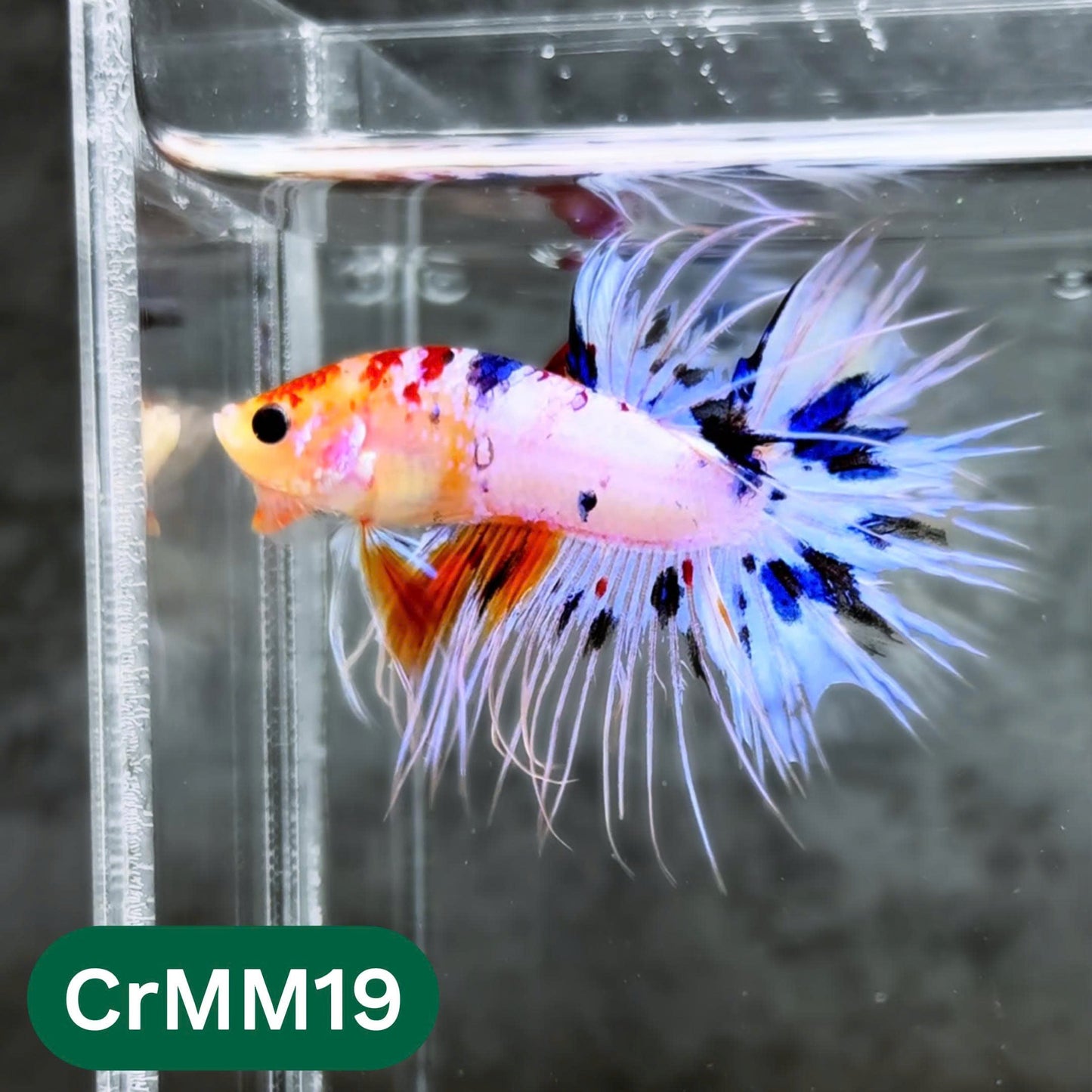 Crowntail Multicolor Male Betta Fish | High Grade | You Pick Fish |