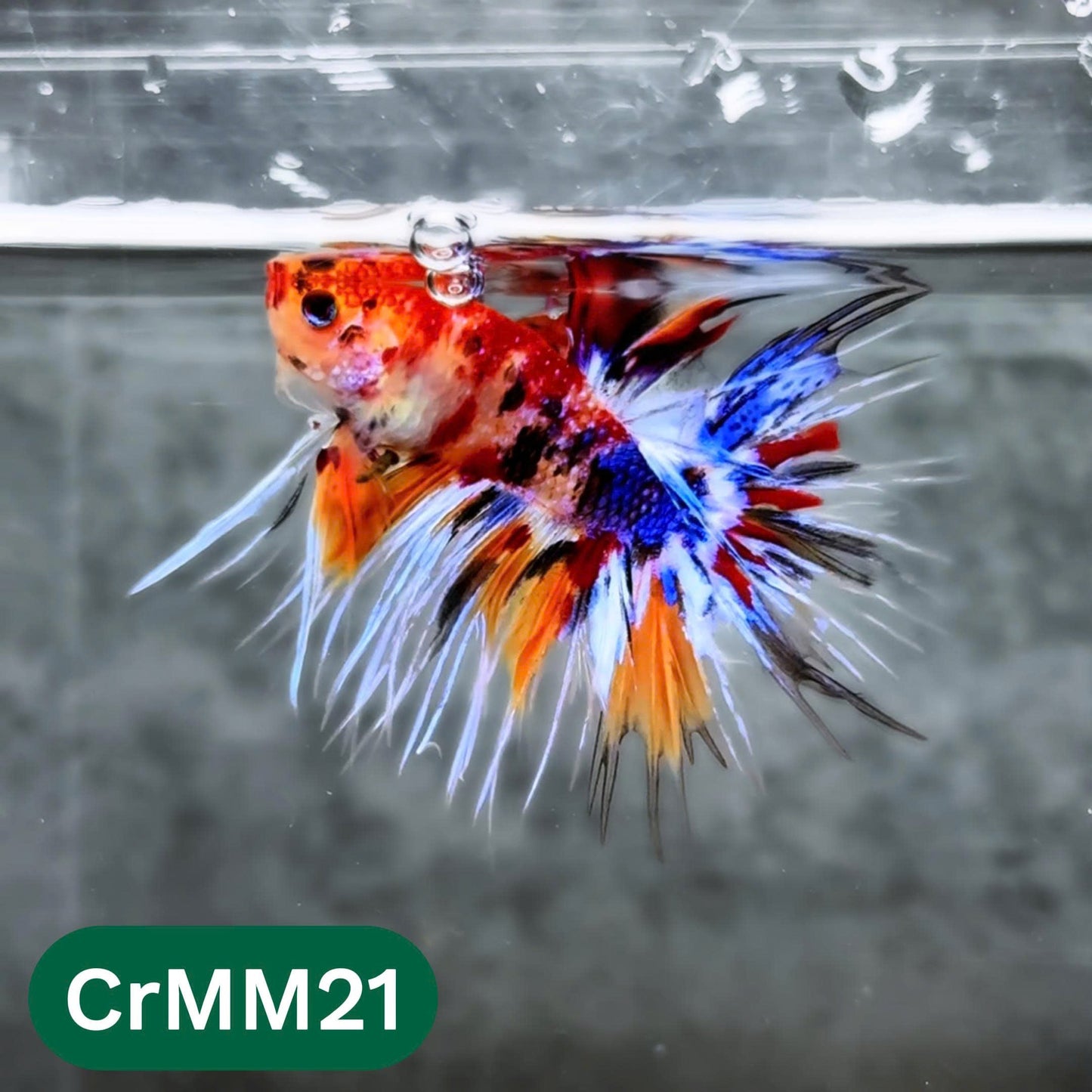 Crowntail Multicolor Male Betta Fish | High Grade | You Pick Fish |