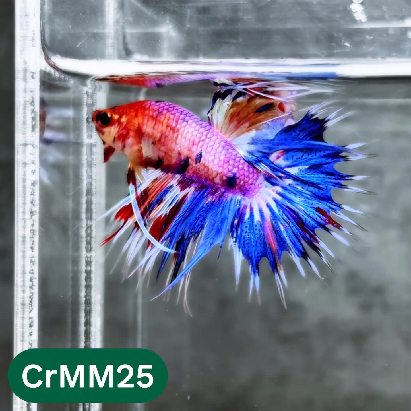 Crowntail Multicolor Male Betta Fish | High Grade | You Pick Fish |
