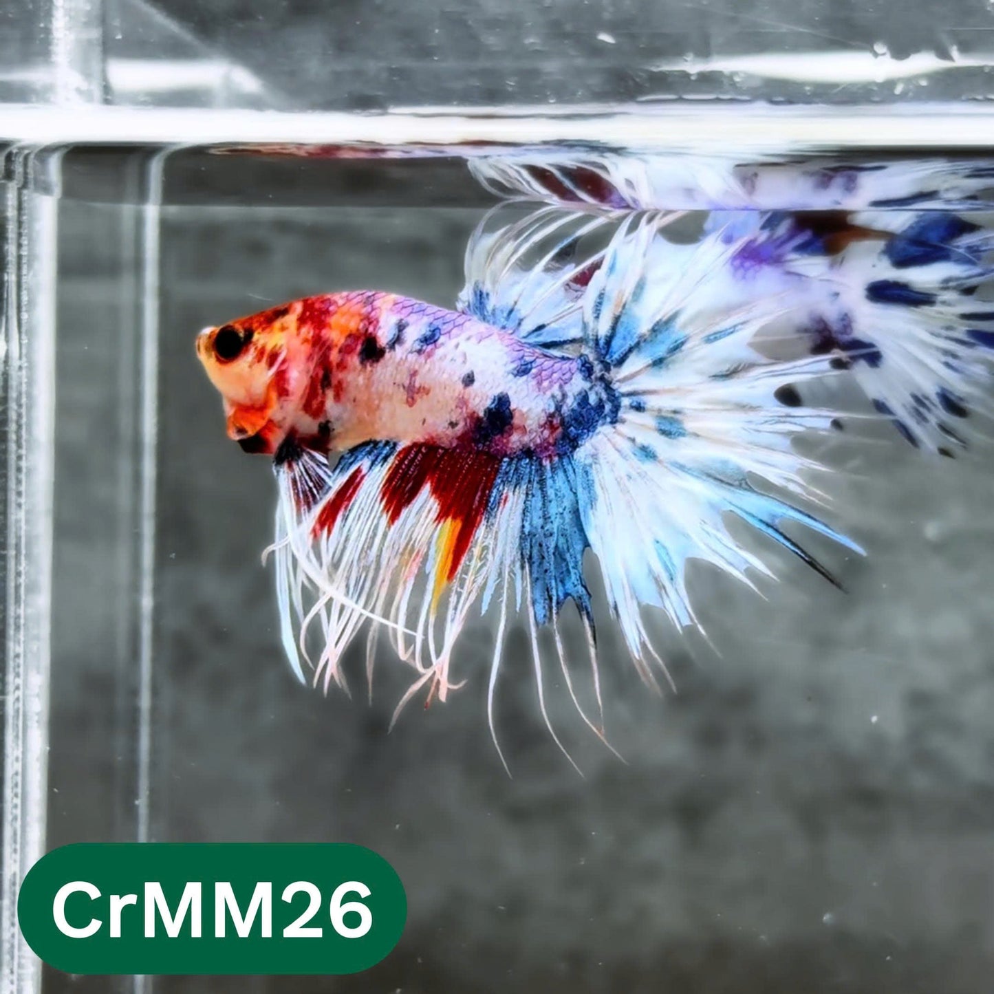 Crowntail Multicolor Male Betta Fish | High Grade | You Pick Fish |