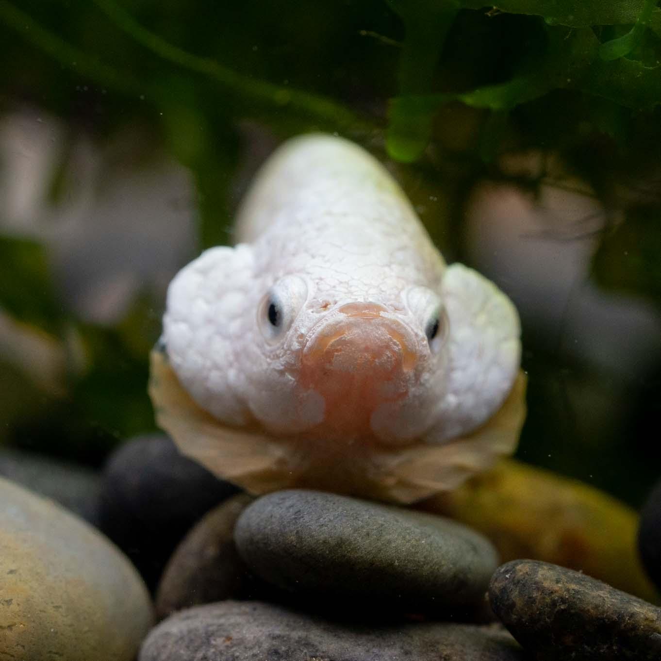 Yellow Dragon Plakat Male Betta Fish