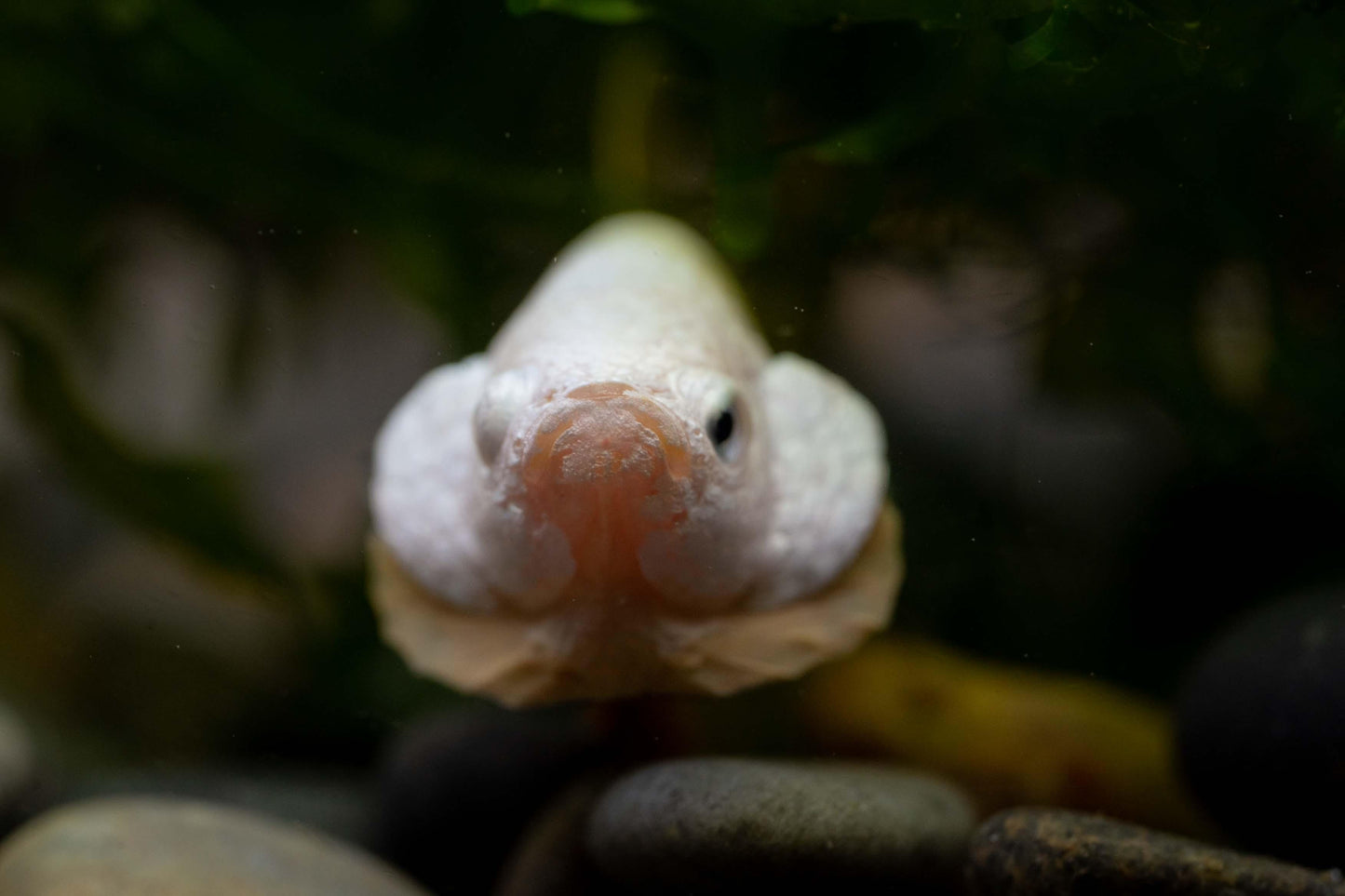 Yellow Dragon Plakat Male Betta Fish