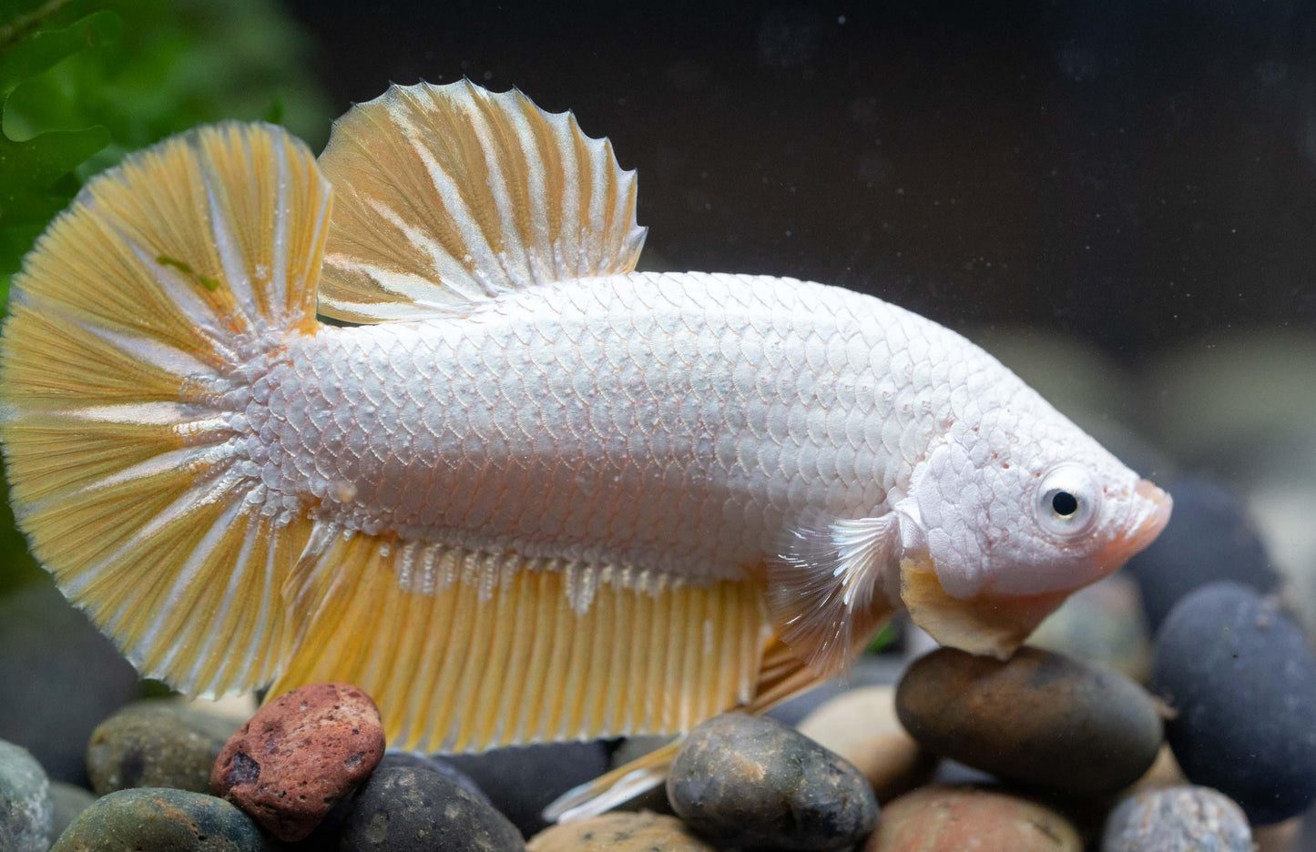 Yellow Dragon Plakat Male Betta Fish
