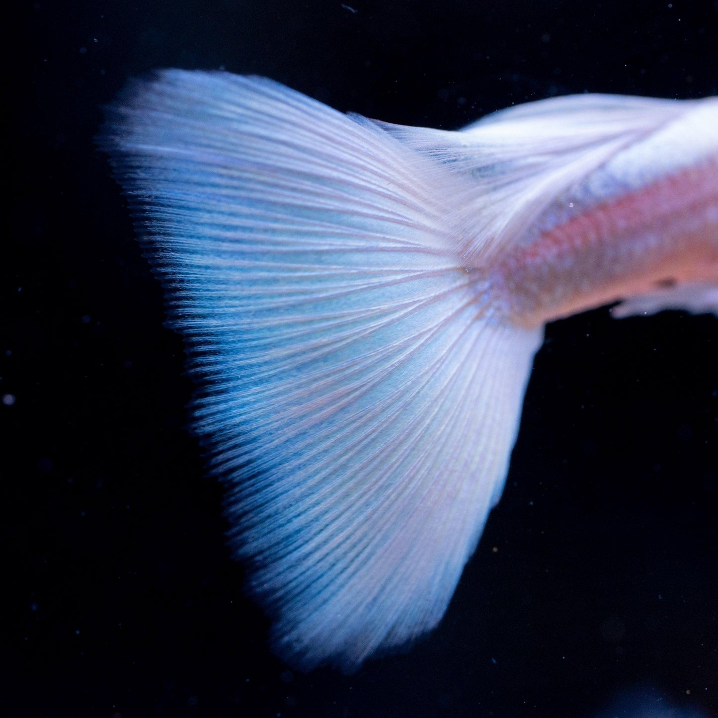 Full White Platinum Guppy Fish