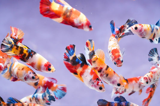 Koi Nemo Fire Female Betta Sorority | Successful Sorority Pack