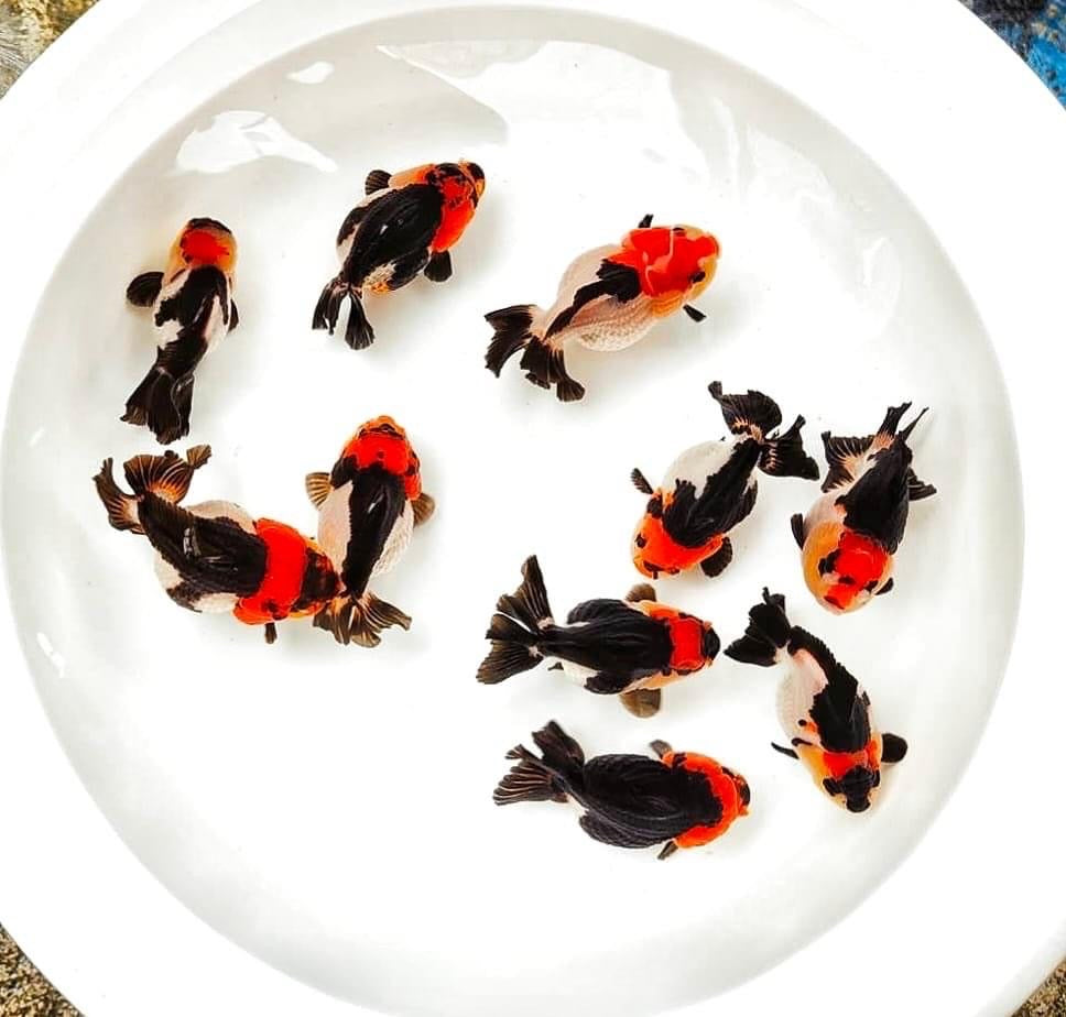 Tri Color Oranda Short Tail 3-4 Inches | Mystery Goldfish