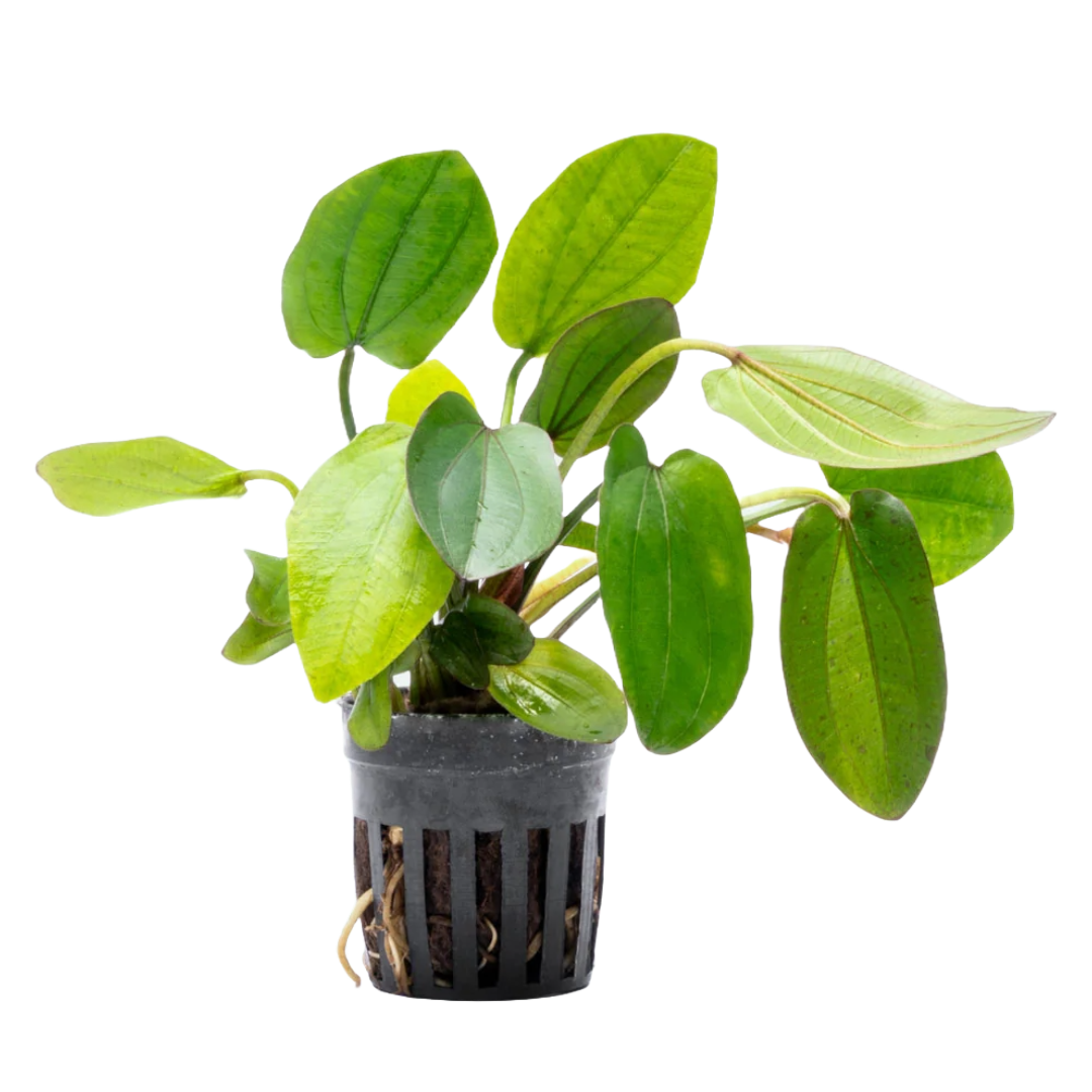 Echinodorus Horizontalis Variegated