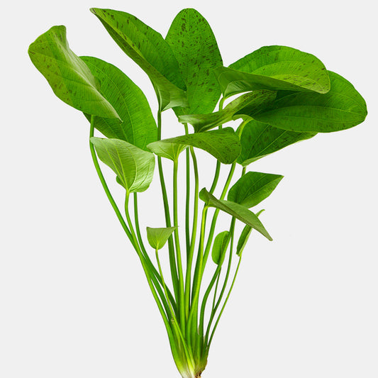 Echinodorus Ozelot
